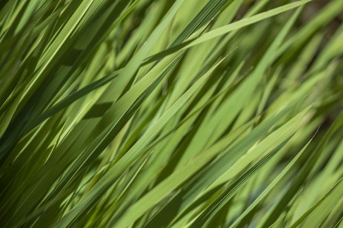 texture grass green