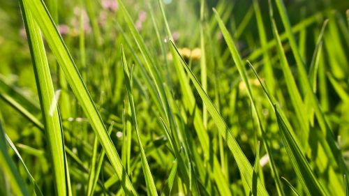 texture grass light