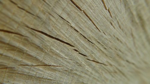 texture wood wooden