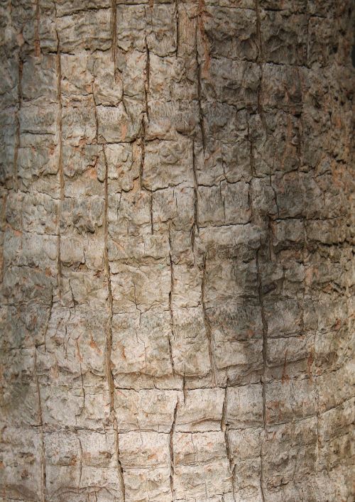 texture tree pattern