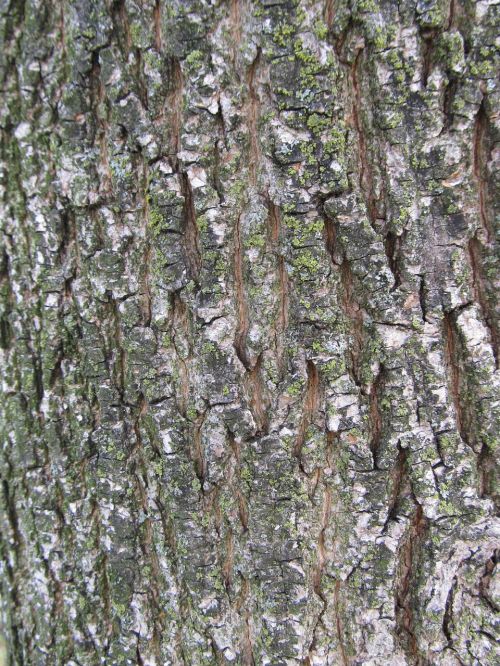 texture tree nature