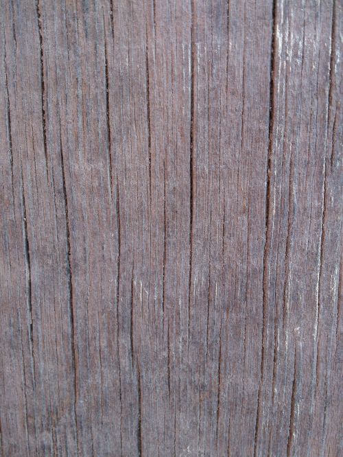 texture wood tree