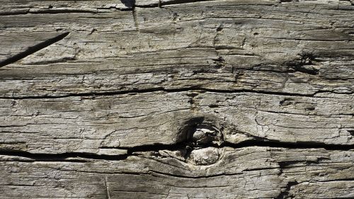 texture background bark