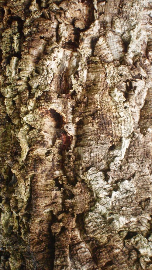 Texture - Cork Tree Bark
