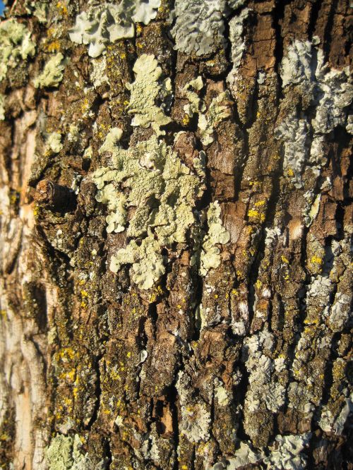 Textured Lichen