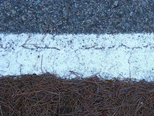 textures asphalt pine needles