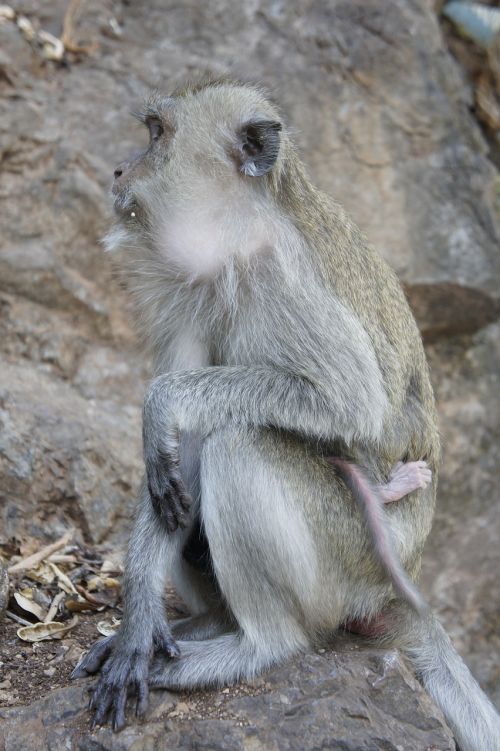 thai monkey temple