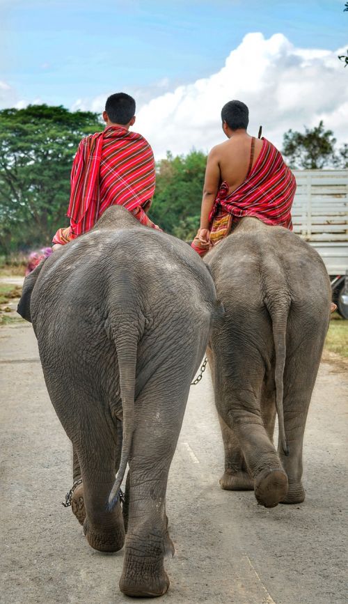 thai elephants going
