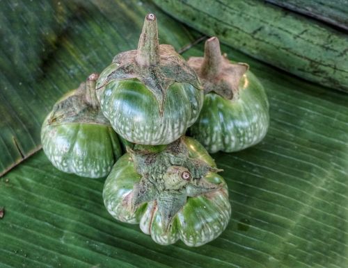 thai eggplant green