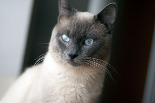 thai cat cat blue eyes