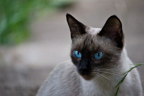thai cat siamese cat cat breed