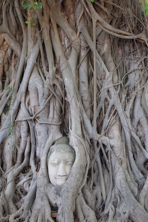 thailand the ancient capital buddha statues