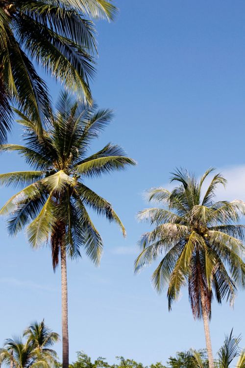 thailand palm sky