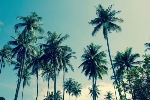 thailand palm sky