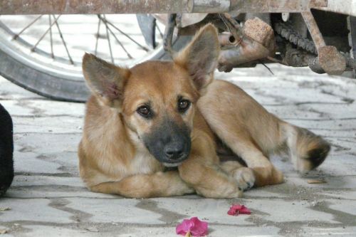 thailand young dog dear