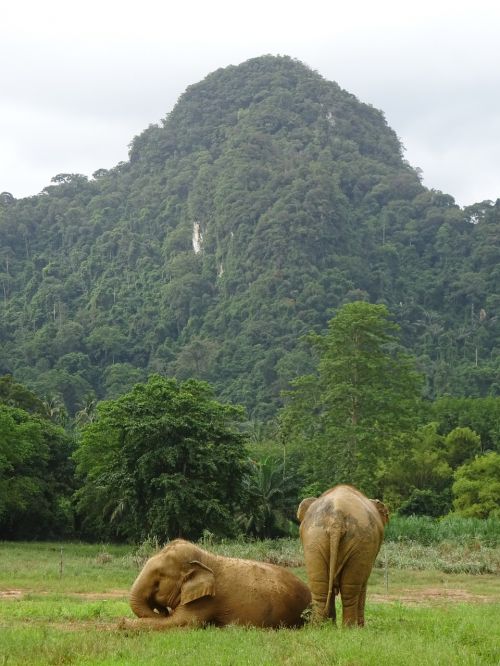 thailand elephant nature