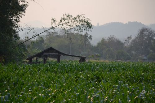 thailand field nature