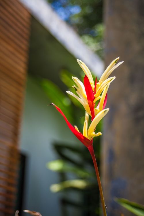 thailand plant flower