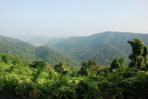 thailand rainforest tropics