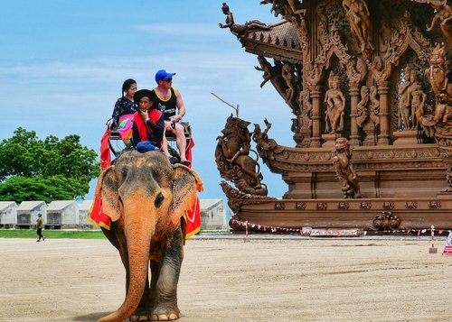 thailand  travel  elephant