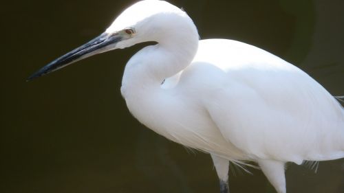 thailand bird hua hin