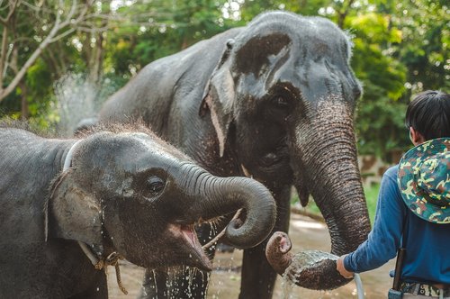 thailand  elephant  small