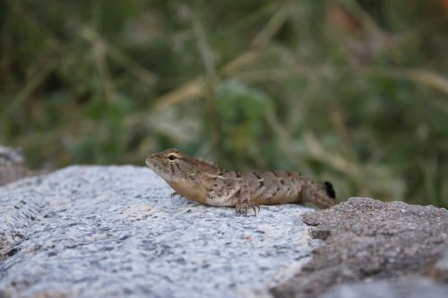 thailand lizard vacation