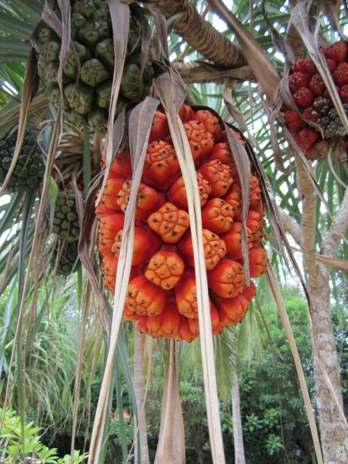 thailand fruit phuket
