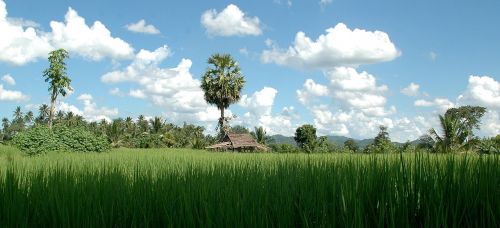 thailand landscape rice