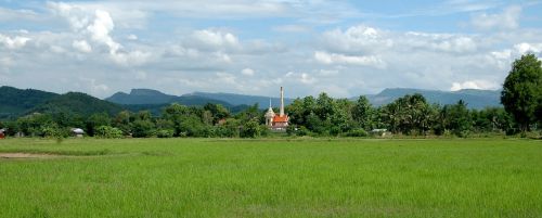 thailand rice field rice
