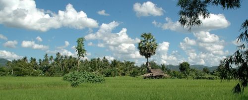 thailand landscape rice