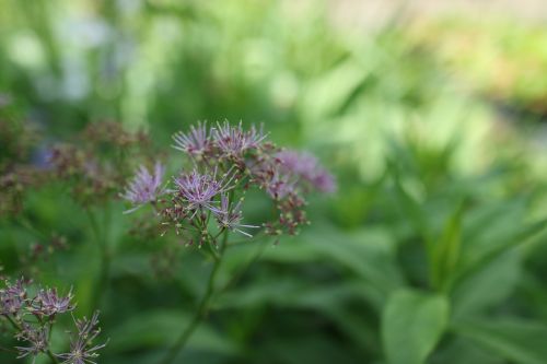 thalictrum meadow rue columbine