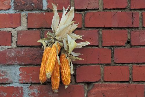 thanksgiving decoration corn