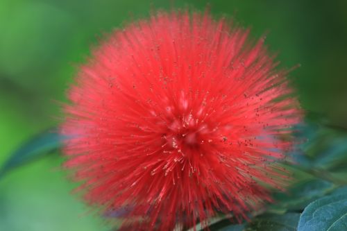 that solar sunflower flower