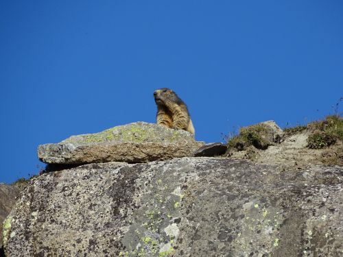 marmot animal rock