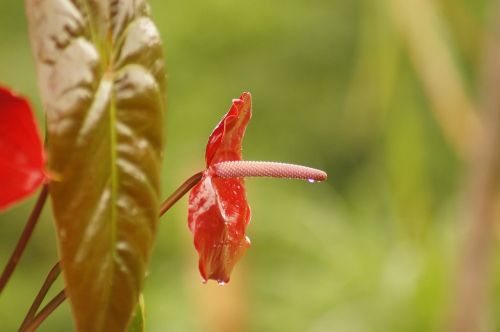 the field flora