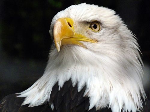 the animal adler white tailed eagle