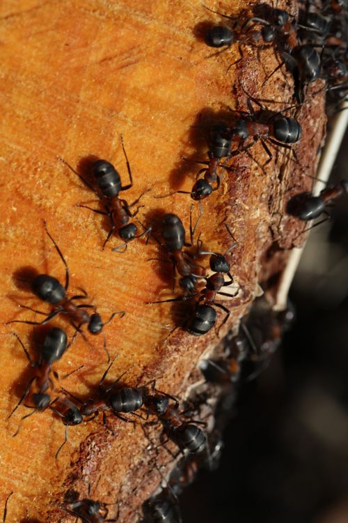 the anthill wood ants