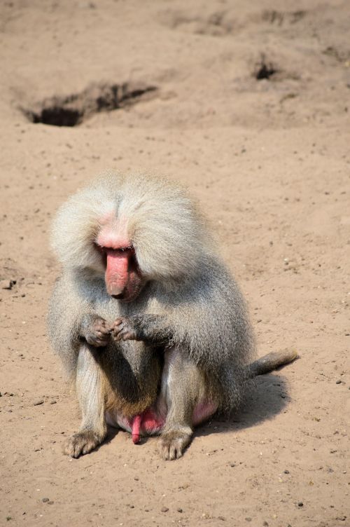 The Baboon 4