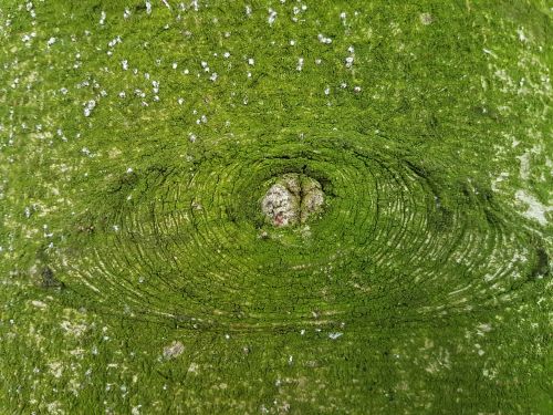 the background green trunk