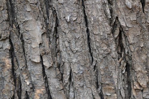 the bark tree forest