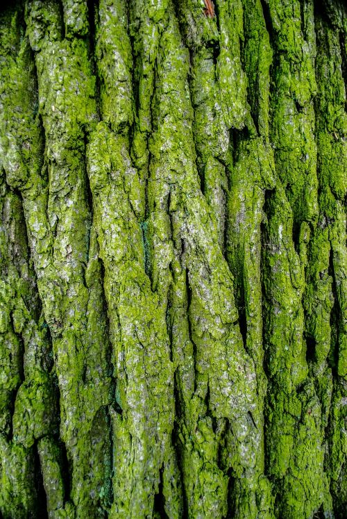 the bark tree moss