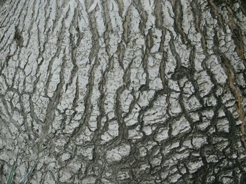 the bark nature the structure of the