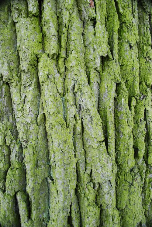 the bark forest tree