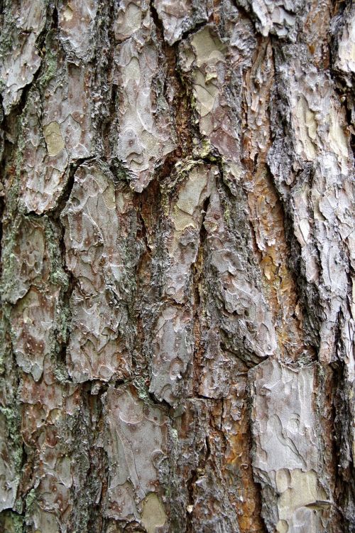 the bark tree trunk