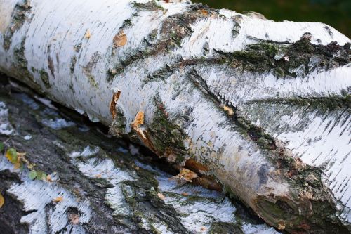 the bark tree birch