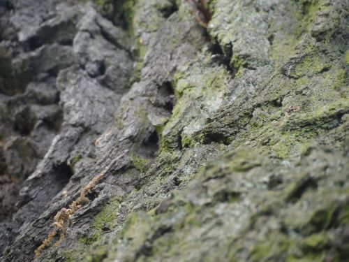 the bark tree moss