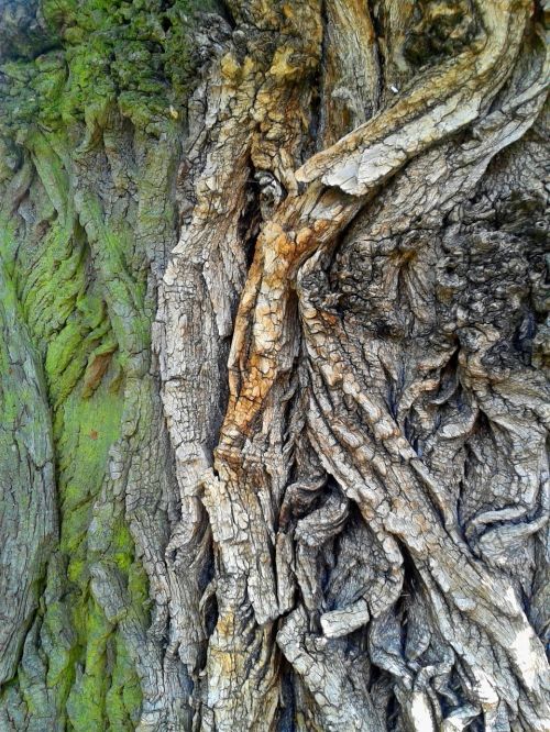 the bark tree nature