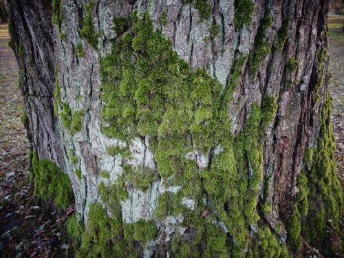 the bark moss tree