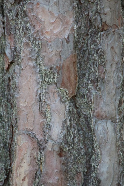 the bark forest tree